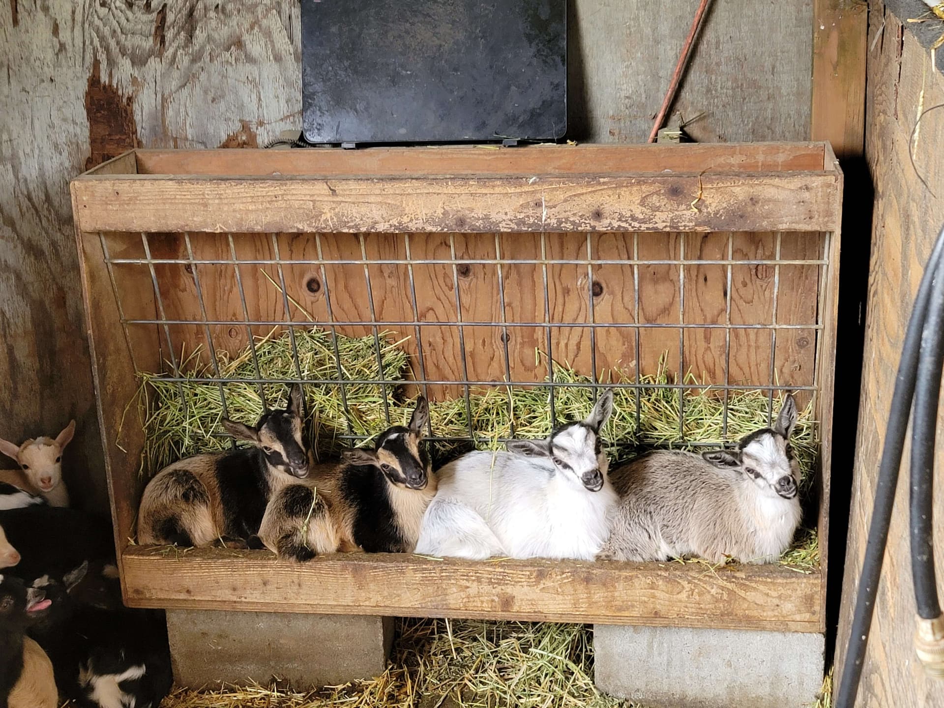 2024 Babies lined up in their feeder