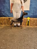Cassie as a dry yearling at NWODGA in 2025