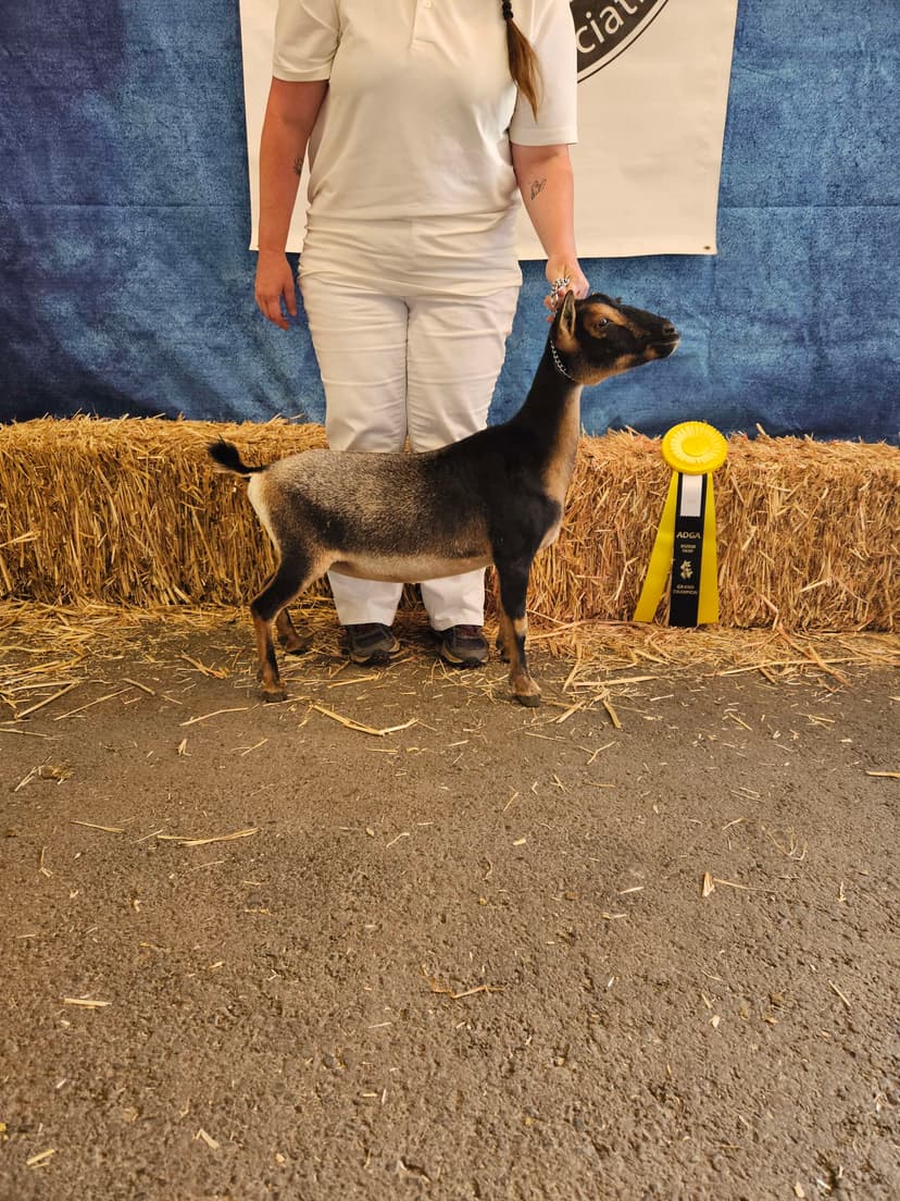 Cassie as a dry yearling at NWODGA in 2025