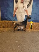 Cassie as a dry yearling at NWODGA in 2025