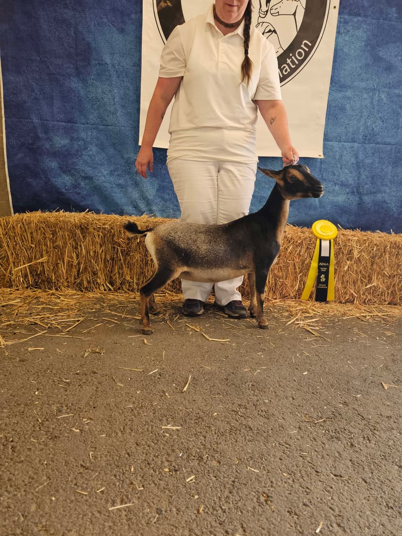 Cassie as a dry yearling at NWODGA in 2025