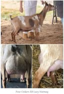 Chip's Dam (photo credit to Four Cedars farm)