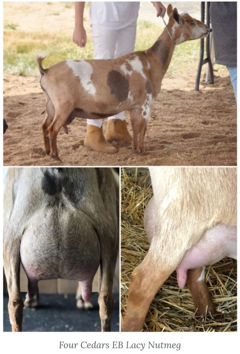 Chip's Dam (photo credit to Four Cedars farm)