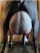 Chip's Littermate Sister - Four Cedars AL Cayenne (photo credit to Four Cedars farm)