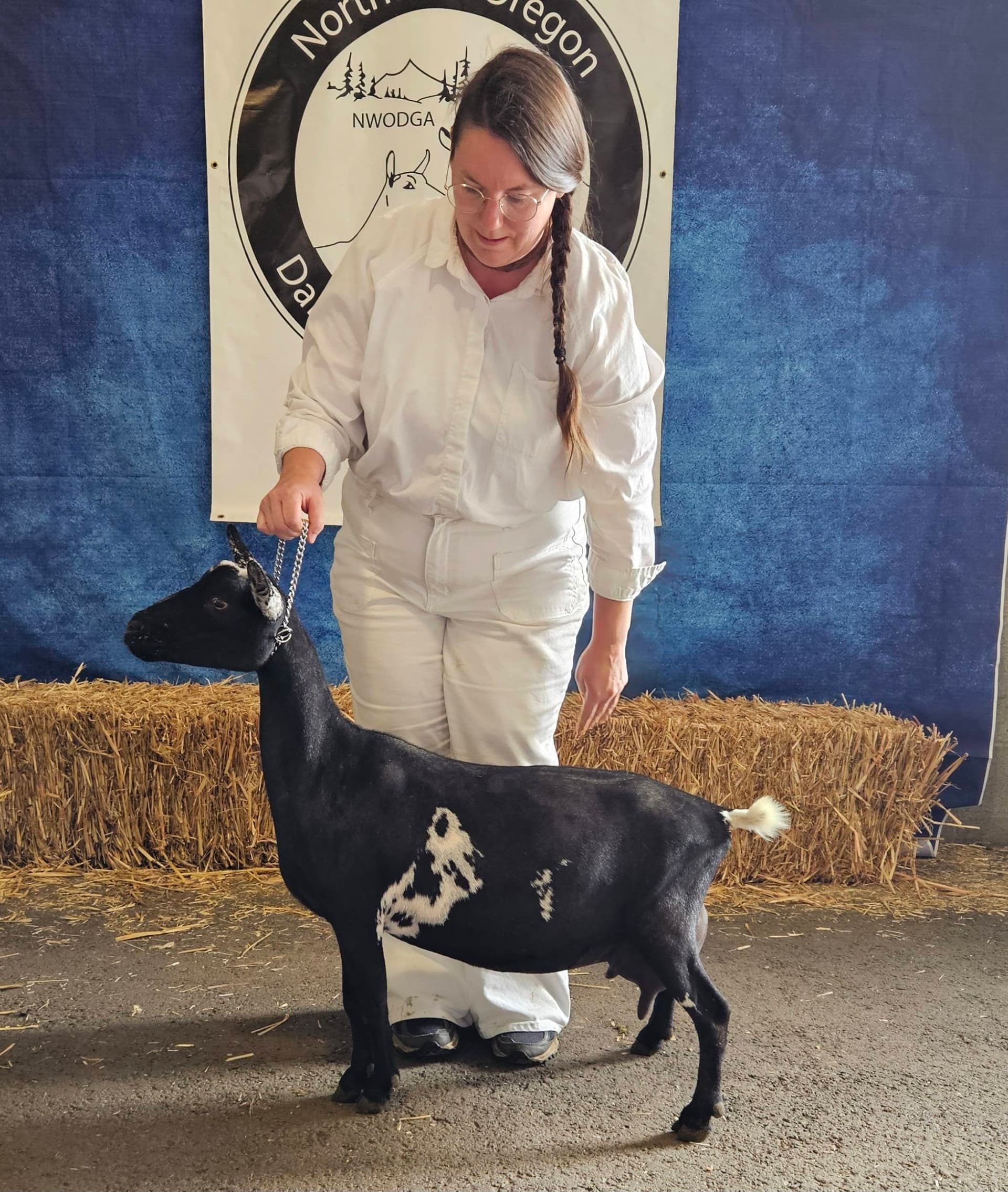 Corrie, one of our Nigerian Dwarf goats