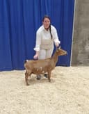 Jewel at 2023 ADGA Nationals