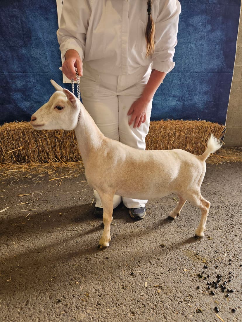 Khazri as a dry yearling at NWODGA in 2025