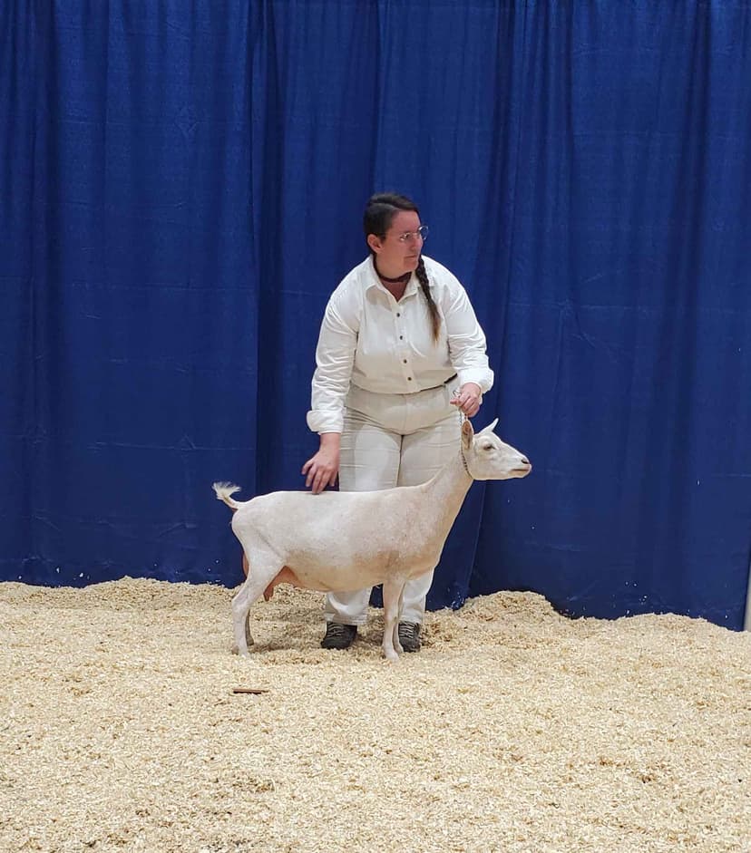 Mistral at 2023 ADGA Nationals