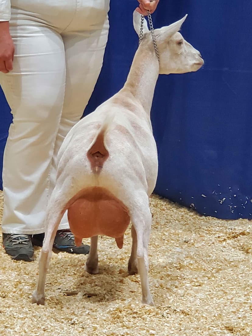 Mistral at 2023 ADGA Nationals