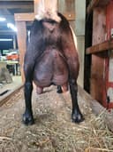 Reggie in the barn