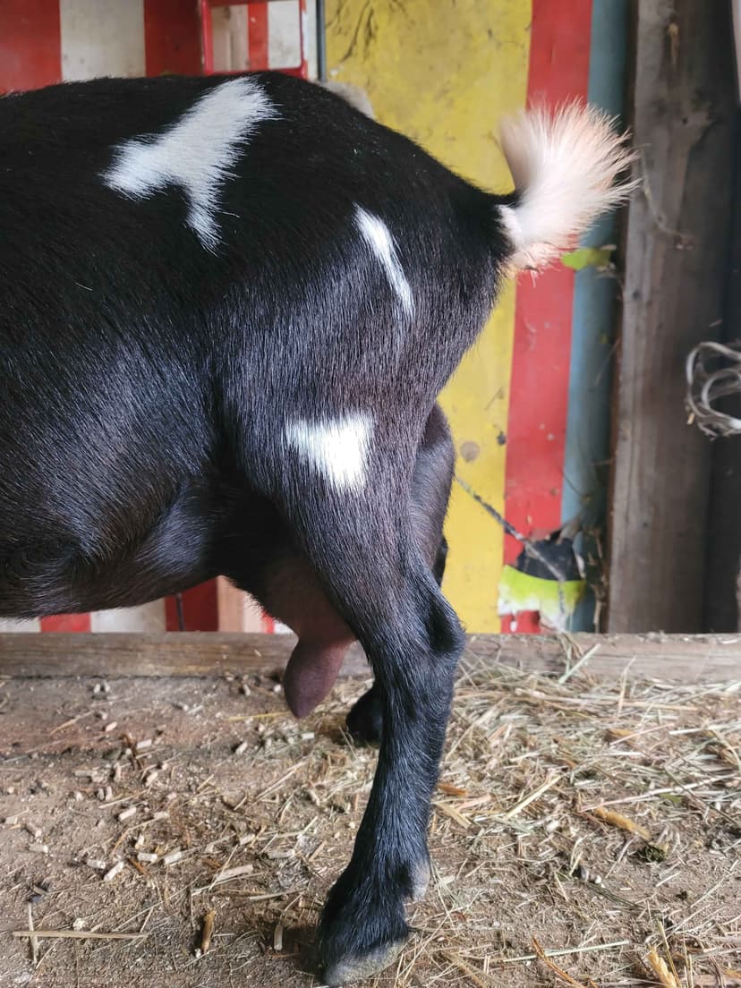 Reggie in the barn