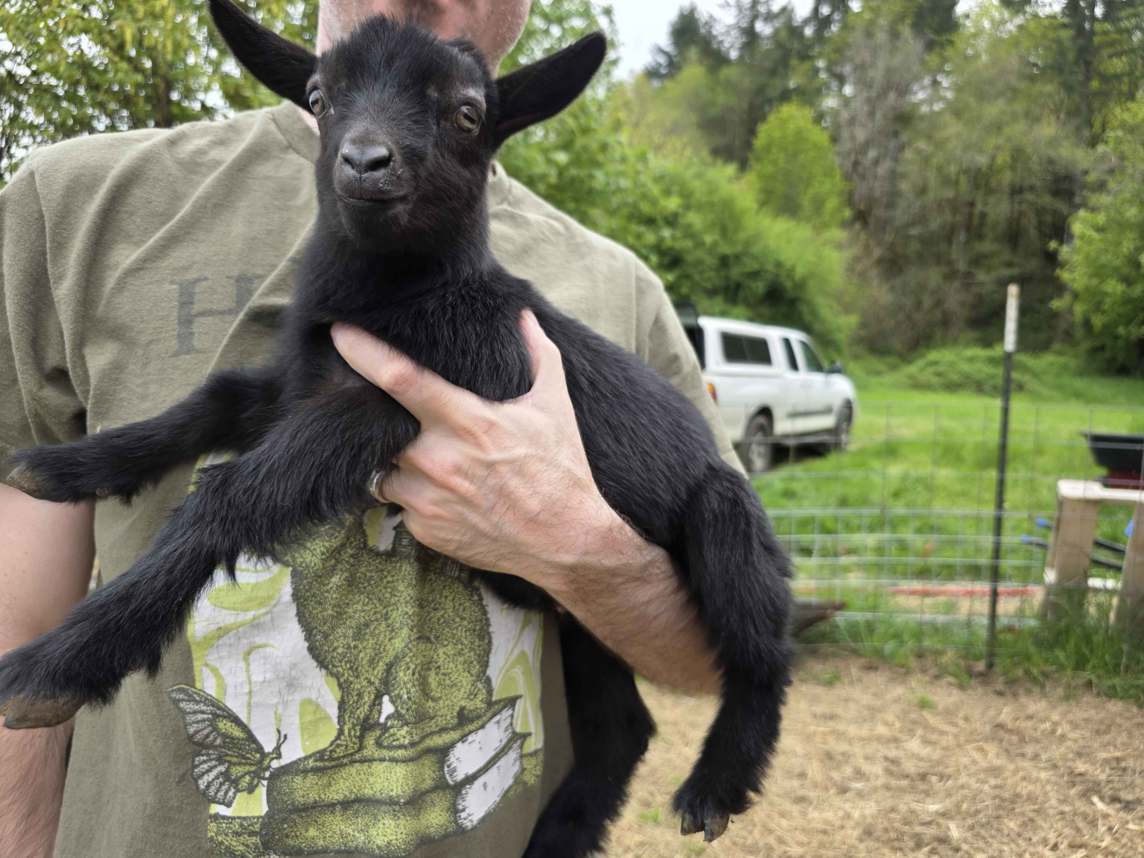 2026 wether kid